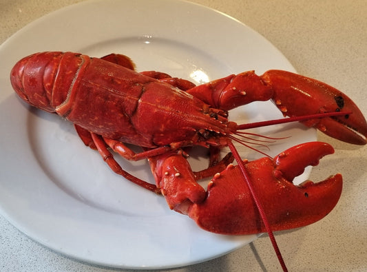 East Neuk Lobster - Cooked Whole