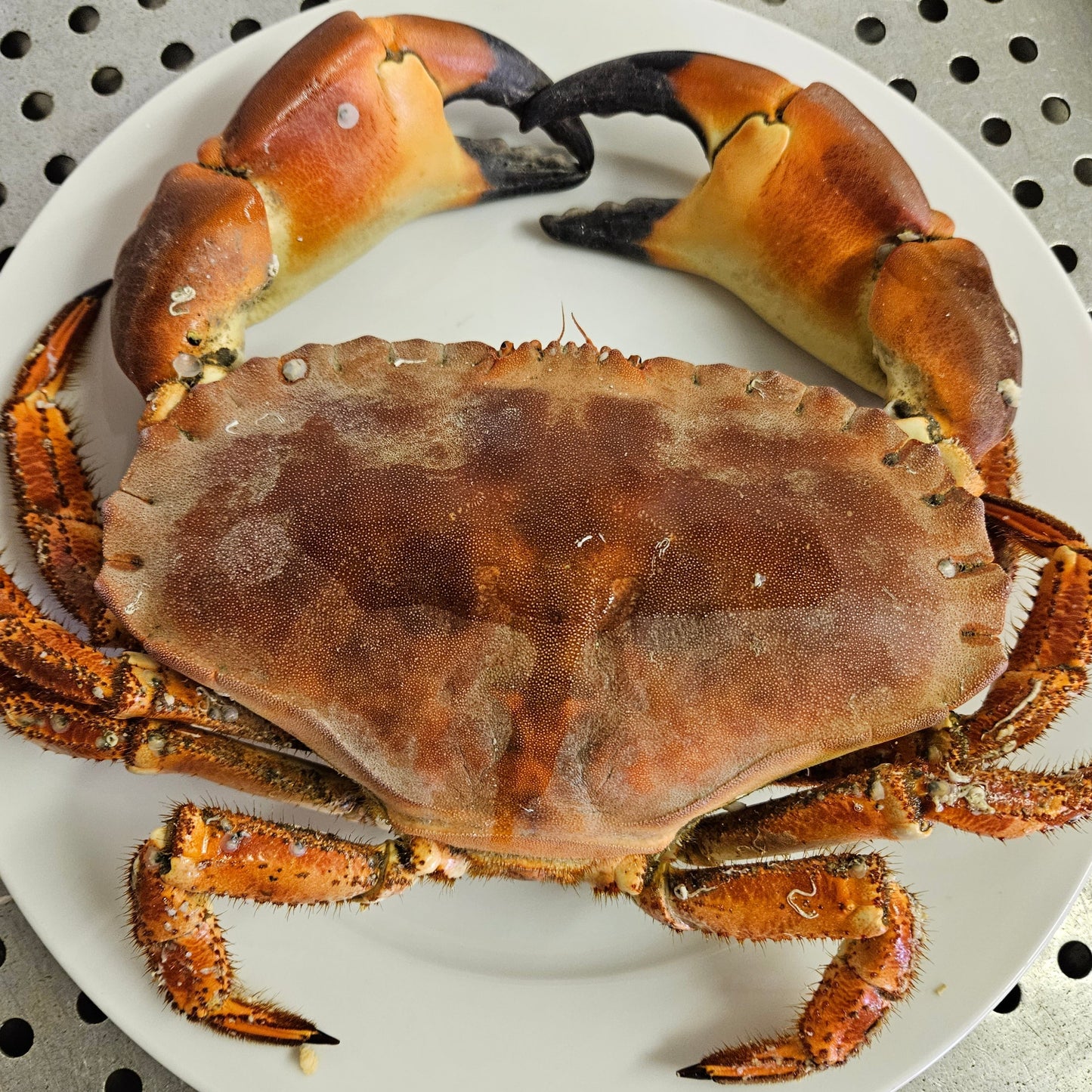 Crail Crab™ - Whole